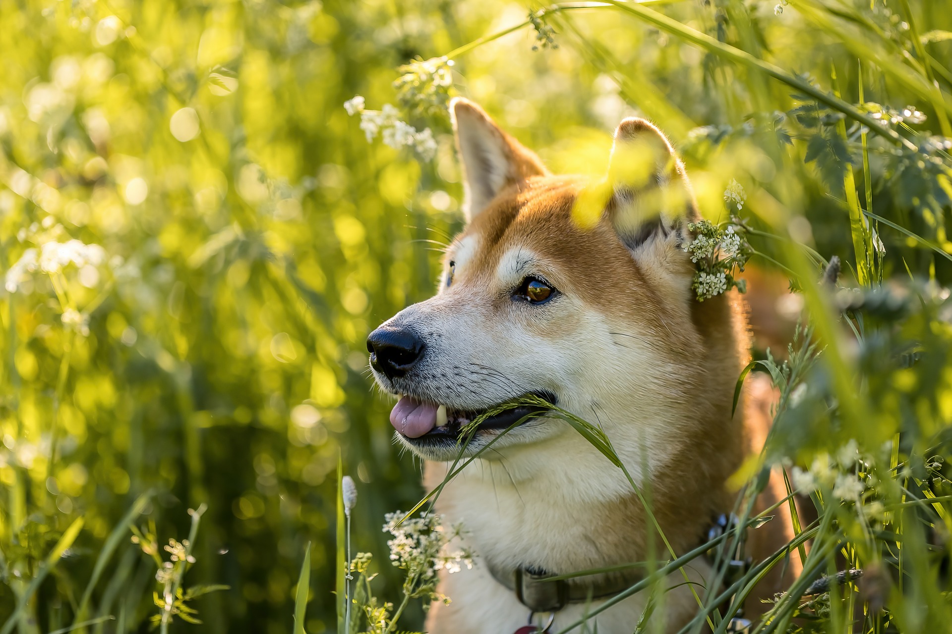 Image of a shiba in the weeds